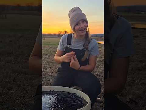 Eating the protein lick for the cows... #cattle #dairyfarming