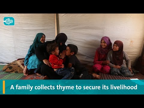 A family collects thyme to secure its livelihood