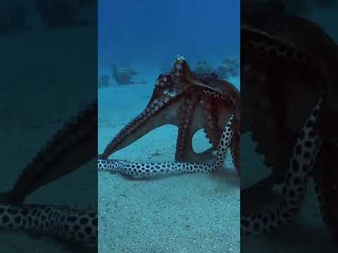 Octopus and snake fighting