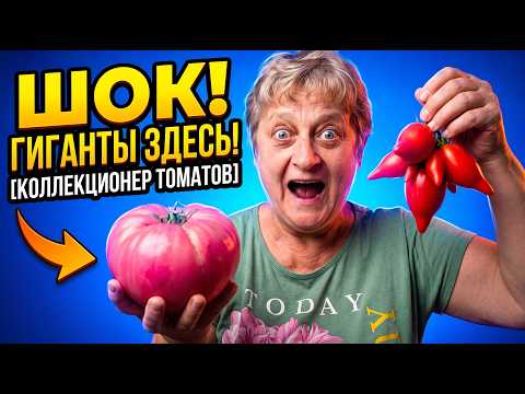 «Говорят, что я томатонутая». Сибирячка собрала коллекцию из 563 сорта помидоров