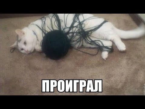 Забавные животные / Новая подборка приколов