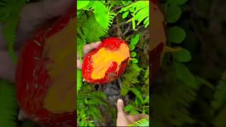 Download lagu Red sapote fruit harvesting #satisfying #fruit #shorts mp3