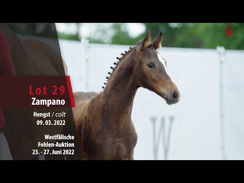 Fohlen-Auktion Lot 29 Zampano Hengst v. Zoom - Filius Bedo