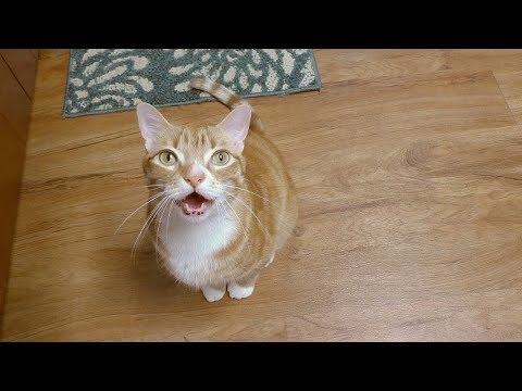 Cat Talking - 