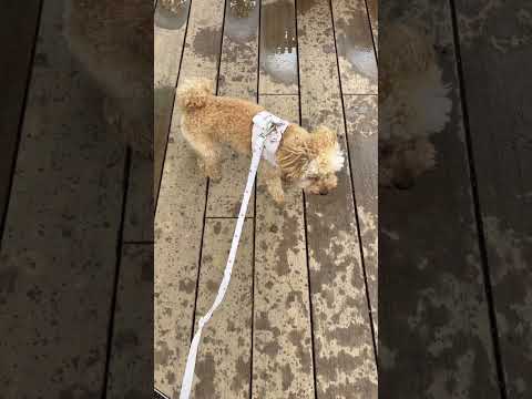 経営学科 アスファルトなのか石なのか？トイプードル10ヶ月 #toypoodle #puppy #poodle #トイプードル