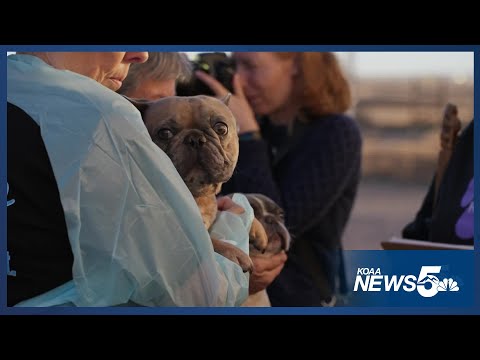 The National Mill Dog Rescue receives 52 dogs from out of state - YouTube