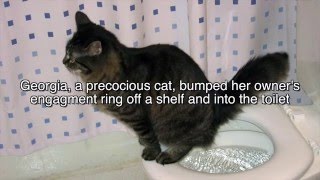 Cat Flushes Diamond Ring | Roto-Rooter Recovers it
