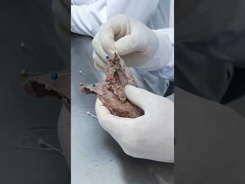 Anato Última clase (1/3)