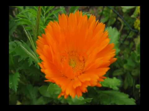 Donatella Bardi - Cioccolata con panna