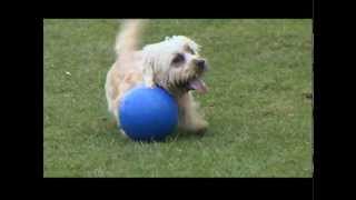 preview picture of video 'Dandie Dinmont terrier Maddy Playing Football'