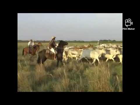 Daniel Fernández Mi llano en mayo