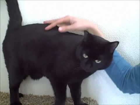 Edward ~ a black cat with a heart of gold