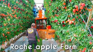 These apple trees look amazing -Modern agriculture to harvest apples🍎🍎