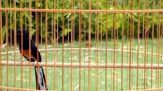 Download lagu Murai ekor panjang 24 cm gacor mp3