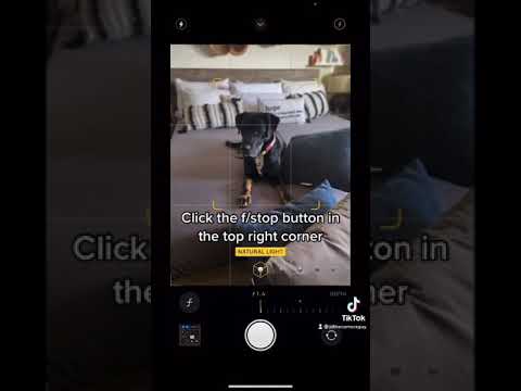 30 Day iPhone Photo Challenge Day 8: Dog Photography