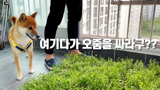 식물로 애견패드를 만들어 보았습니다!!