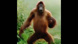I Feel Good  Monkey Dancing  Meme Template
