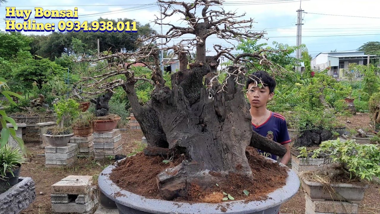 ♧Huy Bonsai♧ (sdt:0934.938.011) Mời Anh Chị cùng ngắm Cẩm thị khủng vườn em, giao lưu hồng ngọc mai