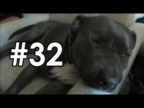 Best of Datto Does Destiny - Stream Highlights #32