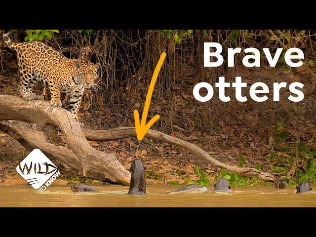 Pronúncia de vídeo de Otter em Alemão