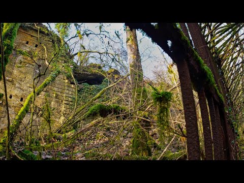 Through the forest to find the Empress