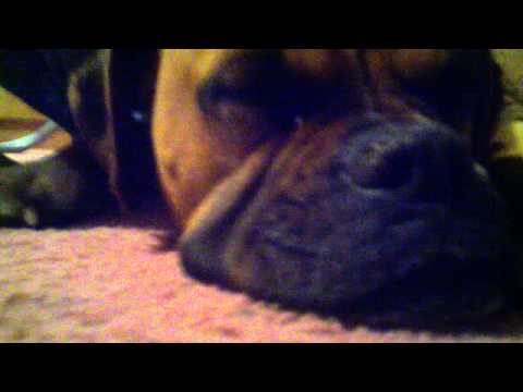 Schnauzer and Boxer: Part 1