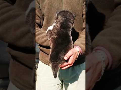 Husky blue eyes wolly coat black and white male 98778 26958