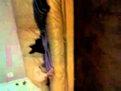 Pupious chases his tail