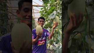 Download lagu Melon harvest preparation #melonharvest #melon mp3