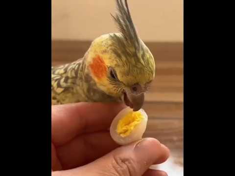 Awalnya Gagal, Akhirnya Lahir Bayi Nuri Sehat 🐣✨ #shorts