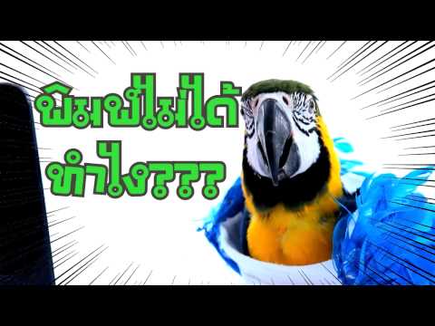 คลิกเพื่อดูคลิปวิดีโอ