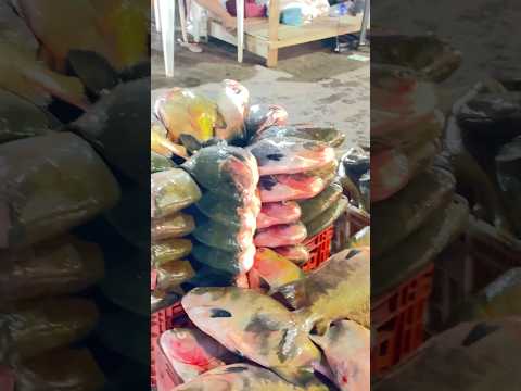 Abundância de Tambaqui, Terminal Pesqueiro -Amazonas-Manaus