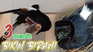 Download lagu Pasti Cuzzz Dengar Suara Murai Kawin ini || Pancingan Murai Batu Cepat Birahi dan Kawin Part26 mp3 Download lagu Pasti Cuzzz Dengar Suara Murai Kawin ini || Pancingan Murai Batu Cepat Birahi dan Kawin Part26 mp3