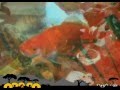 Goldfish - "Mbira Beat" (Breathe Sunshine Vol.3)