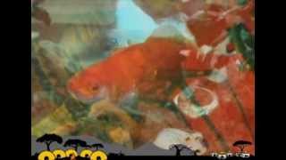 Goldfish - "Mbira Beat" (Breathe Sunshine Vol.3)