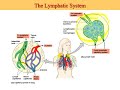 Microbiology Microbial Diseases Of The Cardiovascular And Lymphatic System 20