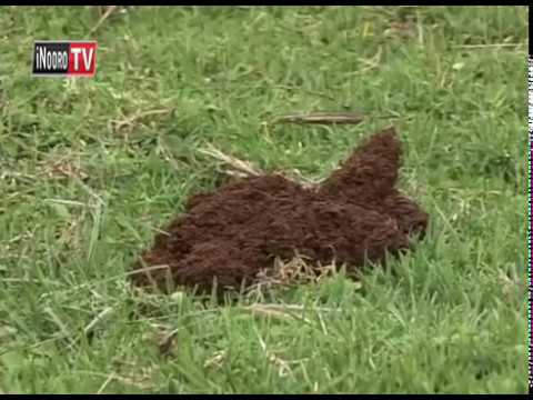 Mutegi wa huko, Laikipia