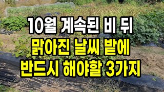 10월 계속된 비 뒤 맑아진 날씨 밭에 반드시 해야 할 3가지