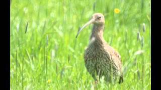 Shelter - Sons of Korah