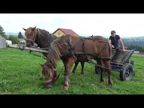 Caii lui Dorin de la Marisel, Cluj - 2023 Nou!!!