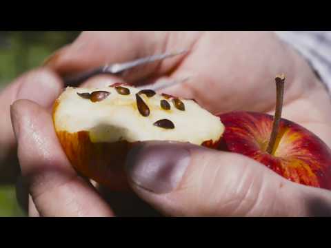 Utveckling av framtidens äppelsorter genom kontrollerade korsningar - Framtidens Frukt