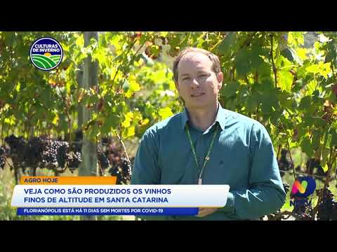 Veja como são produzidos os vinhos finos de altitude em Santa Catarina