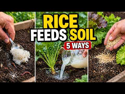 5 Secret Rice Tricks That Grow More Worms & Richer Soil (Science-Backed Results)