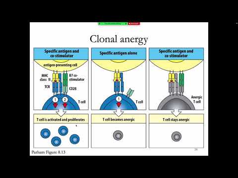 Immunology Fall 2021: Lecture 31 Peripheral Tolerance and Autoimmunity 2