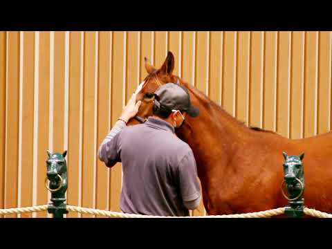 2020 Keeneland November Breeding Stock Sale