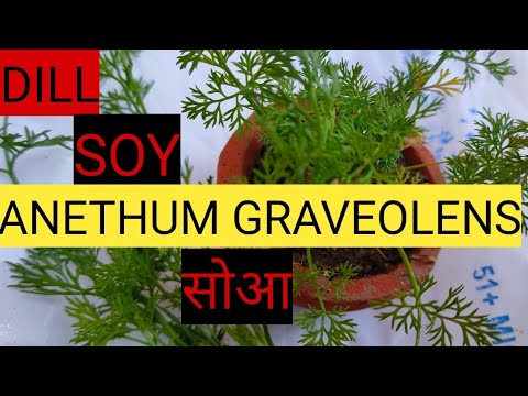 How To Grow DILL/ SOY / ANETHUM GRAVEOLENS // शतपुष्प,सोआ