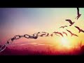 Robert Miles - Freedom (Instrumental)