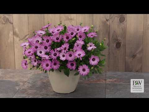 download lagu mp3 mp4 Osteospermum 3d Pink, download lagu Osteospermum 3d Pink gratis, unduh video klip Osteospermum 3d Pink