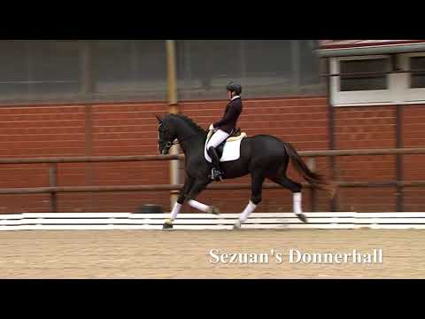 Sezuan's Donnerhall Hengstkollektion Englisch 2019