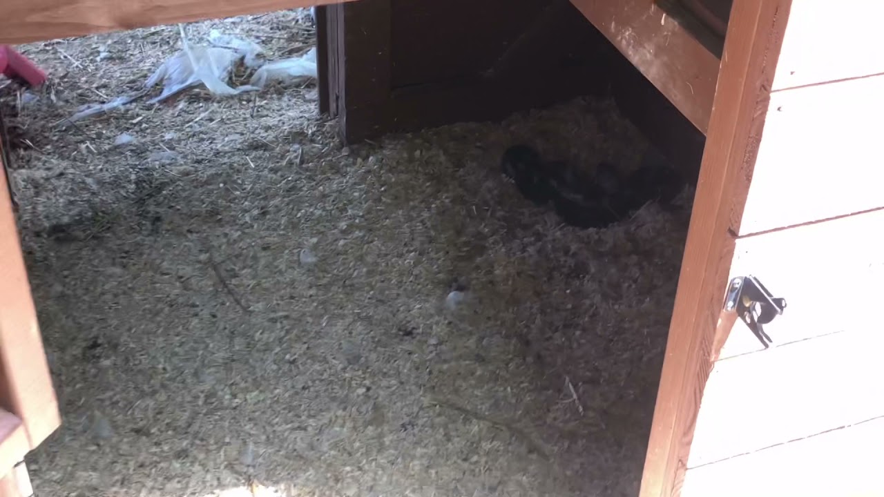 #Snake EATING my #DUCKS eggs!!! Not what I was expecting to find